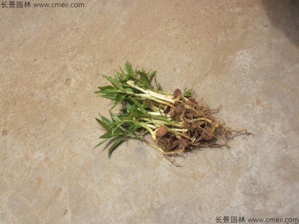 毛桃種子發芽出苗圖片