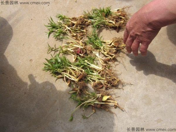 毛桃種子發芽出苗圖片