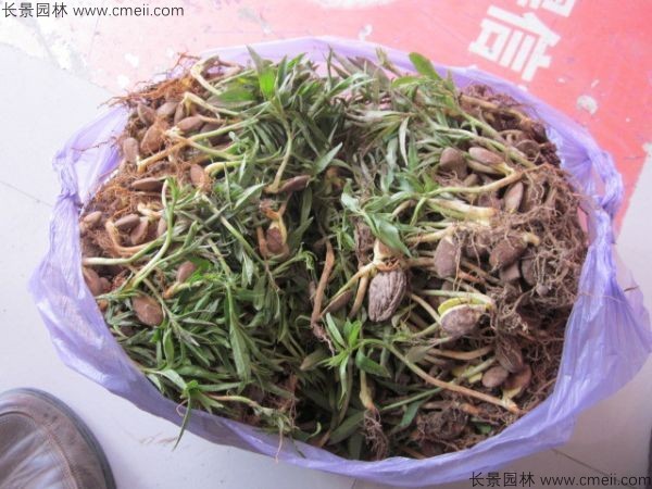 毛桃種子發芽出苗圖片