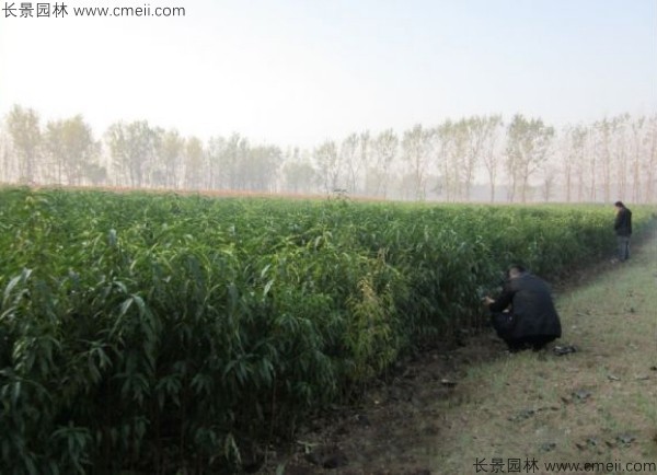 毛桃種子發芽出苗圖片